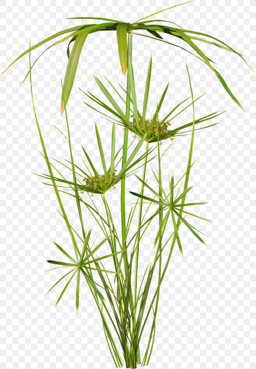 Plant Scrapbooking Vetiver TinyPic, PNG, 1110x1600px, Plant, Askartelu, Chrysopogon Zizanioides, Commodity, Email Download Free