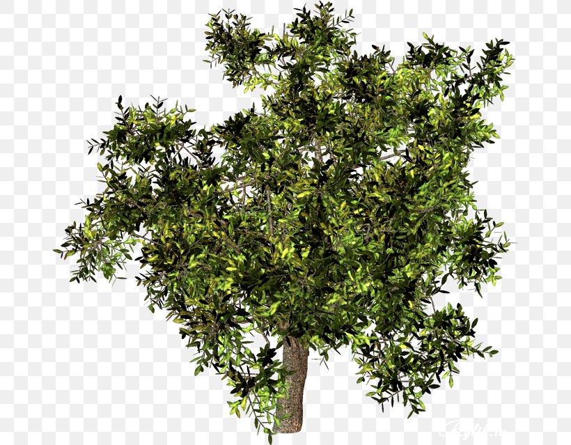 Shrub, PNG, 670x639px, Shrub, Branch, Evergreen, Plant, Tree Download Free