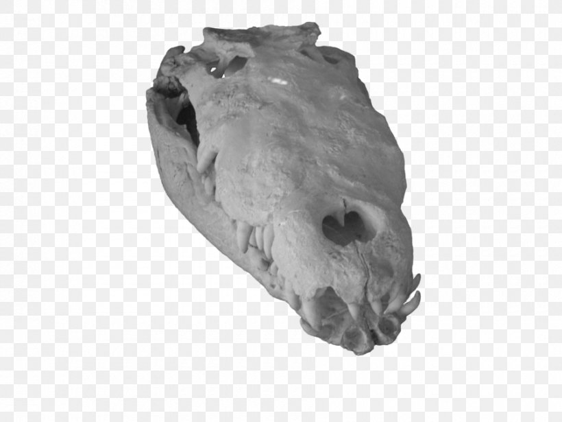 Snout Jaw White, PNG, 900x675px, Snout, Black And White, Bone, Head, Jaw Download Free