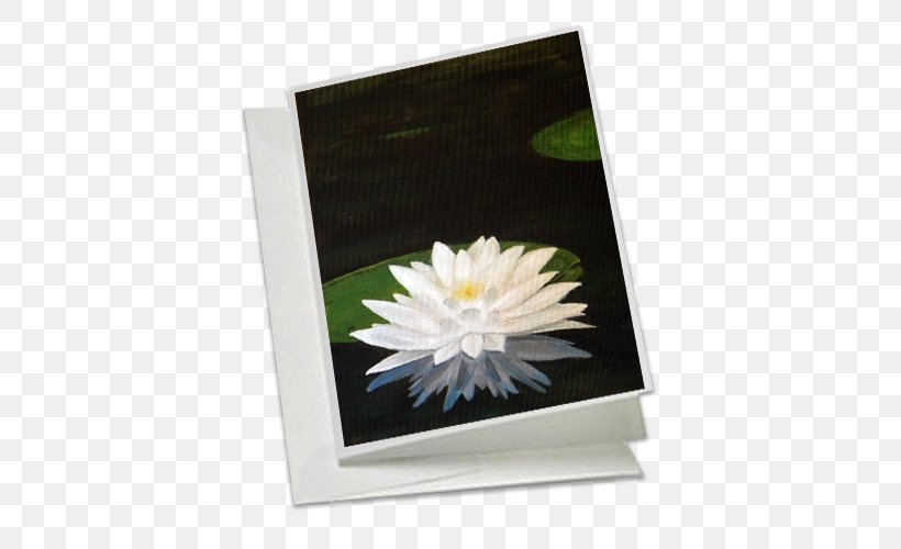 Water Lilies Gene Bahr's Wildlife Creations Daisy Family Price Petal, PNG, 500x500px, Water Lilies, Daisy Family, Flower, Flowering Plant, Information Download Free