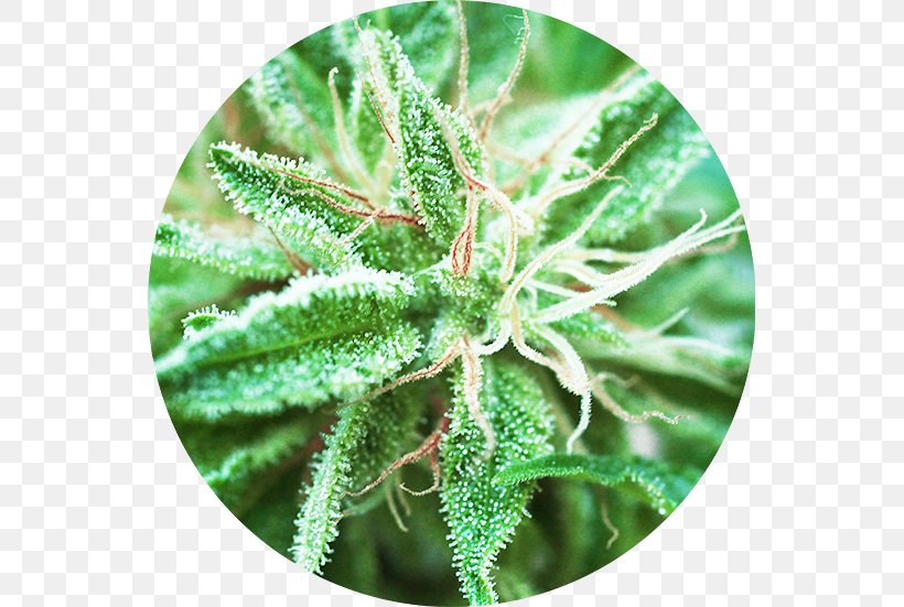 Cannabis Sativa Autoflowering Cannabis Marijuana Cannabidiol, PNG, 551x551px, Cannabis Sativa, Autoflowering Cannabis, Cannabidiol, Cannabis, Cannabis Ruderalis Download Free