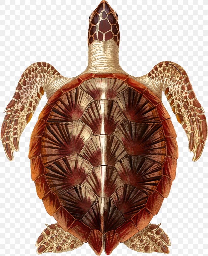 Box Turtles Tortoise Sea Turtle Clip Art, PNG, 1931x2378px, Box Turtles, Beak, Cartoon, Green Sea Turtle, Hawksbill Sea Turtle Download Free