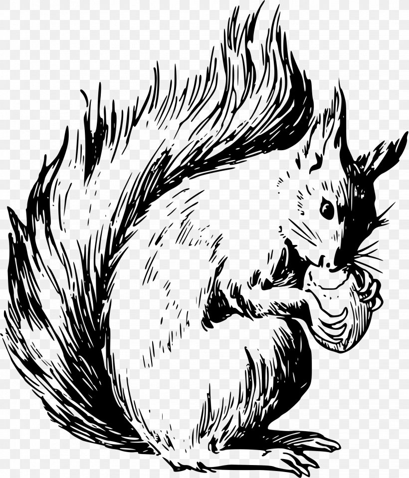 Eastern Gray Squirrel Coloring Book American Red Squirrel, PNG, 2054x2400px, Squirrel, Acorn, American Red Squirrel, Art, Beak Download Free