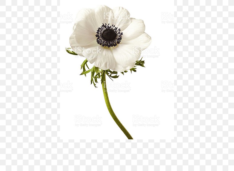 Flower Bouquet Wood Anemone Stock Photography, PNG, 600x600px, Flower, Anemone, Artificial Flower, Cut Flowers, Flower Bouquet Download Free