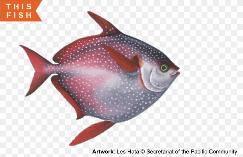 Mackerel Scad Tuna Fish Lampris Guttatus, PNG, 902x582px, Mackerel, Atlantic Blue Marlin, Billfish, Coral Reef Fish, Fauna Download Free