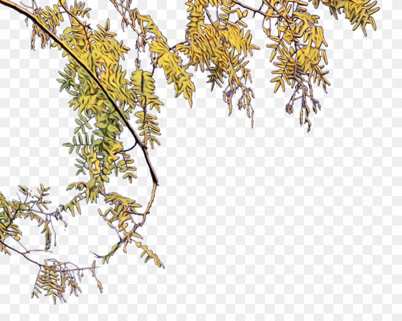 Plant Tree Flower Branch Leaf, PNG, 1280x1023px, Watercolor, American Larch, Branch, Flower, Goldenrod Download Free
