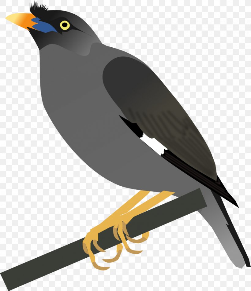 Common Myna Bird Jungle Myna Bank Myna, PNG, 872x1014px, Common Myna, Acridotheres, Bank Myna, Beak, Bird Download Free