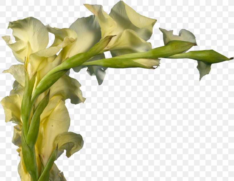 Gladiolus Cut Flowers Plant Stem Swing, PNG, 1200x929px, Gladiolus, Carnation, Child, Chrysanthemum, Common Daisy Download Free