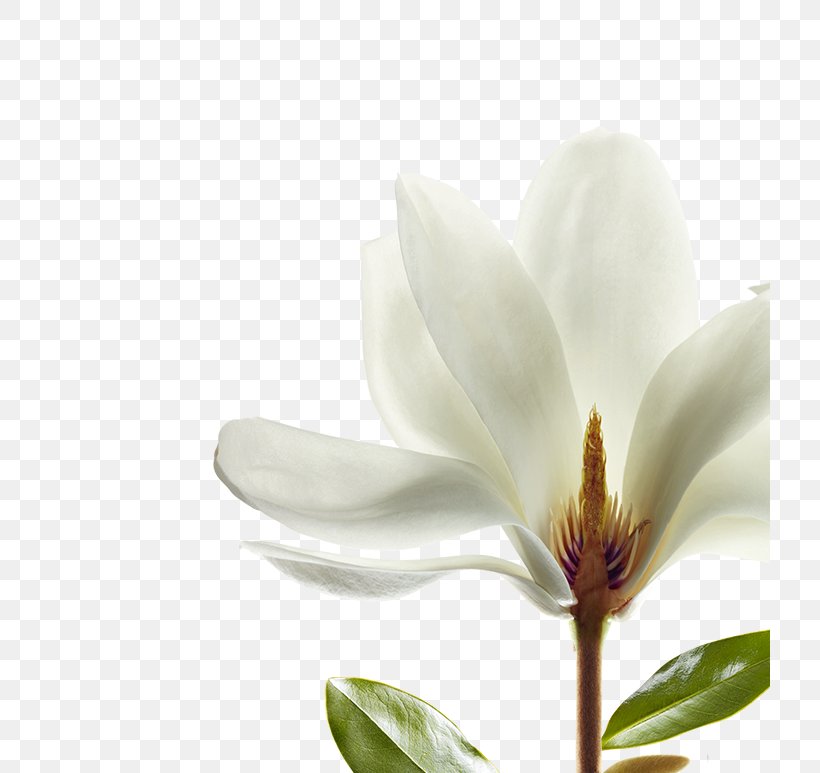 Magnolia Shampoo Perfume Hair Wax, PNG, 720x773px, Magnolia, Capelli, Cedar, Diamond, Flower Download Free