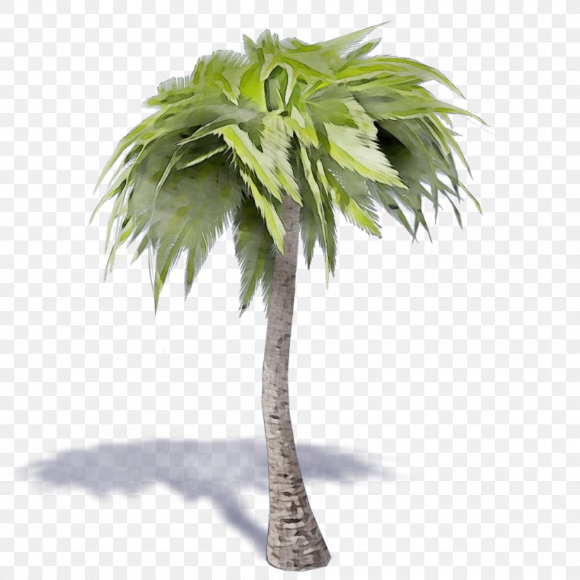 Palm Tree, PNG, 1000x1000px, Watercolor, Arecales, Borassus Flabellifer, Coconut, Desert Palm Download Free