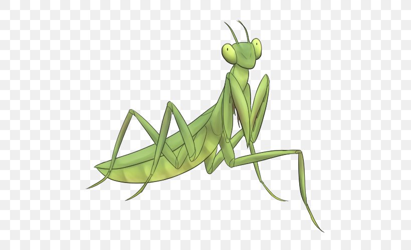 Green Grass Background, PNG, 500x500px, Insect, Boxer Mantis, Caelifera, Cricket, Cricketlike Insect Download Free