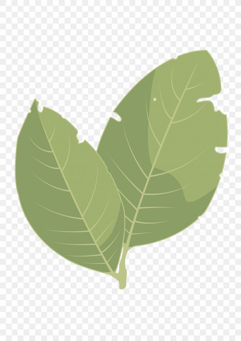 Leaf Information And Communications Technology Strawberry Tree Pistacia Lentiscus Plant Stem, PNG, 2480x3508px, Leaf, Area, Auglis, Bay Laurel, Bildungstechnologie Download Free