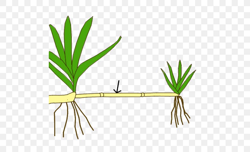 Stolon Plant Stem Plant Reproduction Asexual Reproduction, PNG, 500x500px, Stolon, Area, Asexual Reproduction, Botany, Bulb Download Free