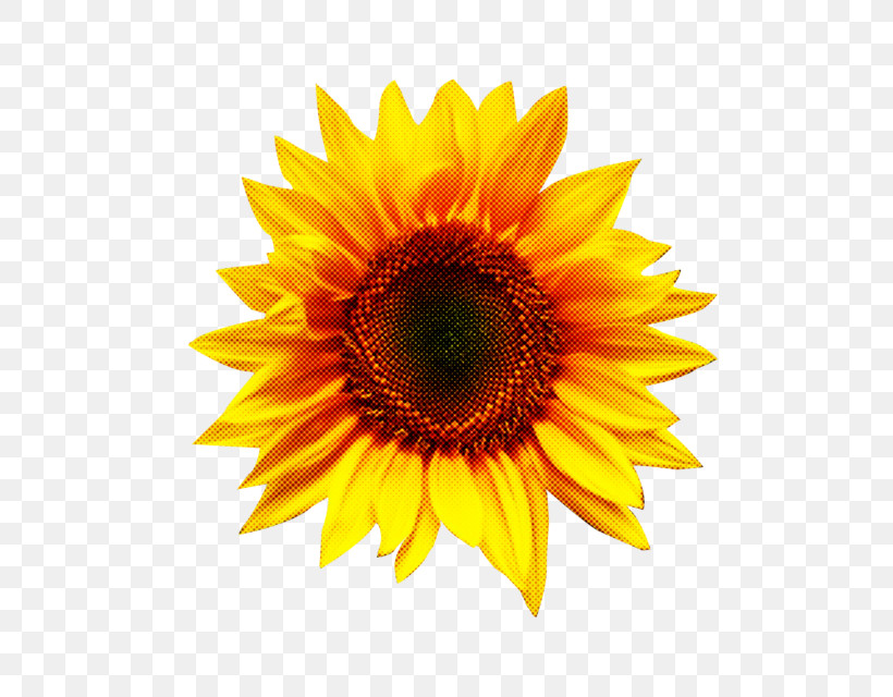 Sunflower, PNG, 640x640px, Sunflower, Asterales, Flower, Gerbera, Petal Download Free