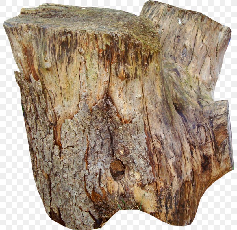 Table Trunk Tree Stump Wood, PNG, 800x796px, Table, Artifact, Banyan, Bark, Branch Download Free