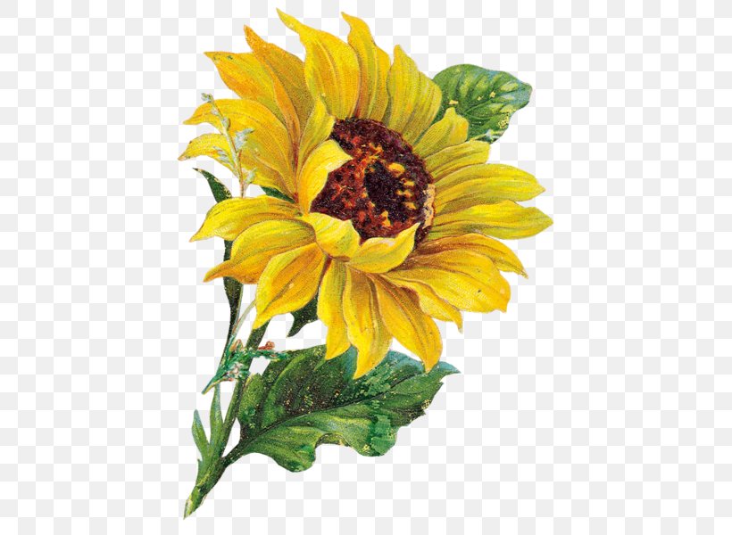 Watercolor Painting Common Sunflower Floral Design, PNG, 443x600px, Watercolor Painting, Annual Plant, Art, Artist, Artist Trading Cards Download Free