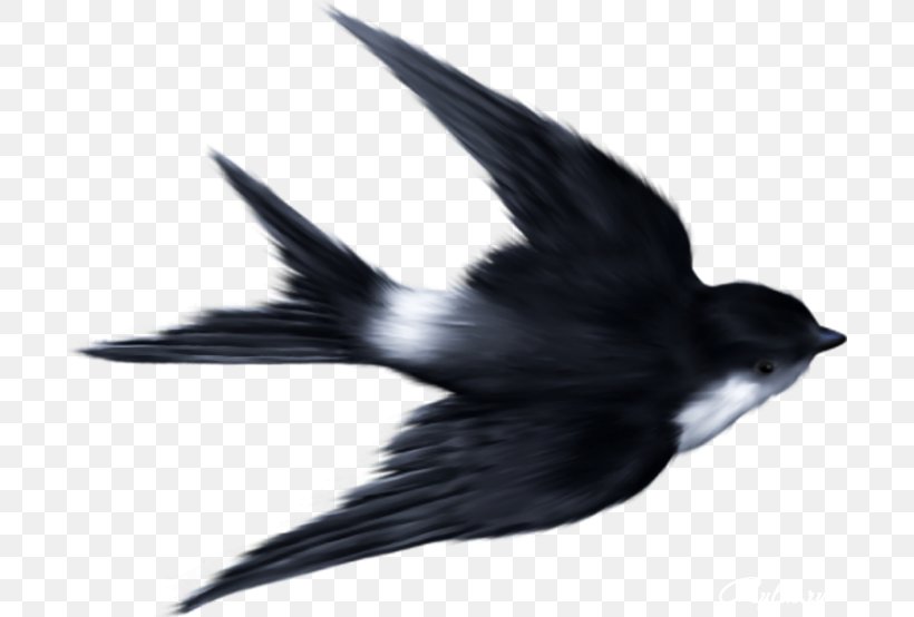 Bird Mallard Clip Art, PNG, 700x554px, Bird, Barn Swallow, Beak, Data, Fauna Download Free