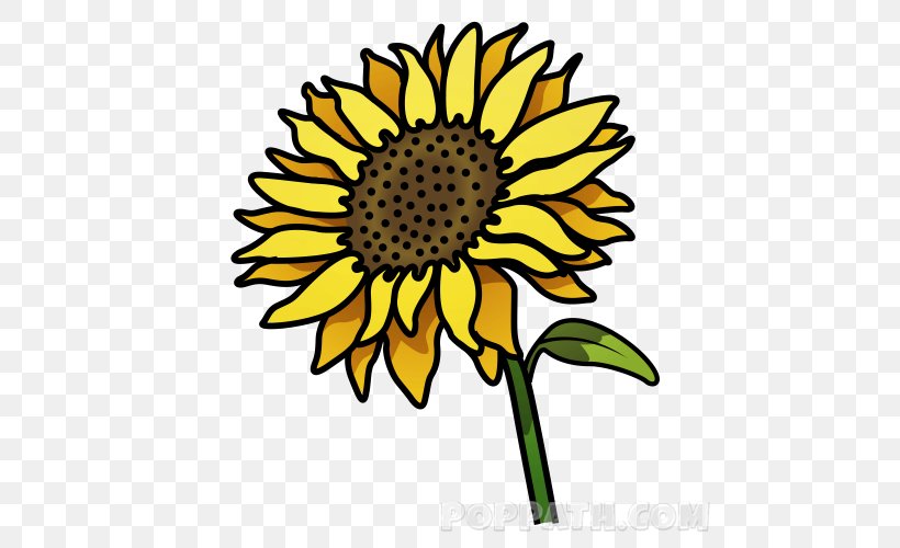 Common Sunflower Drawing Clip Art Helianthus Giganteus Graphics, PNG, 500x500px, Common Sunflower, Asterales, Blackandwhite, Botany, Cartoon Download Free