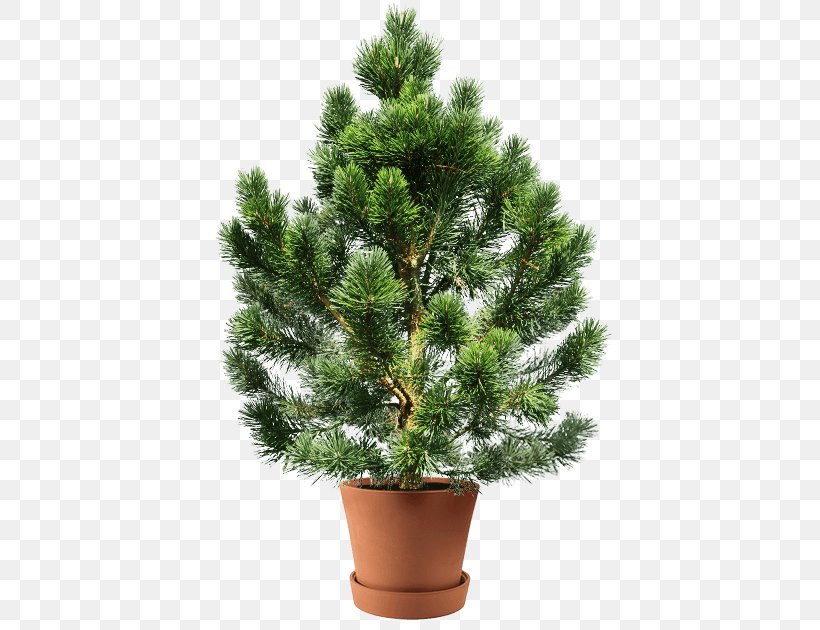 Conifers White Fir Spruce Clip Art Tree, PNG, 580x630px, Conifers, American Larch, Balsam Fir, Branch, Canadian Fir Download Free