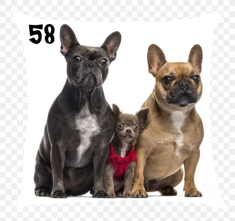 French Bulldog Chihuahua Toy Bulldog Puppy, PNG, 1200x1130px, French Bulldog, American Kennel Club, Breed, Bulldog, Canidae Download Free