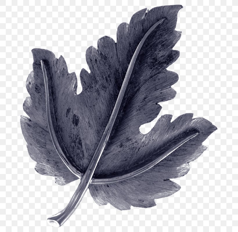 Leaf White, PNG, 704x800px, Leaf, Black And White, Feather, Monochrome, Monochrome Photography Download Free