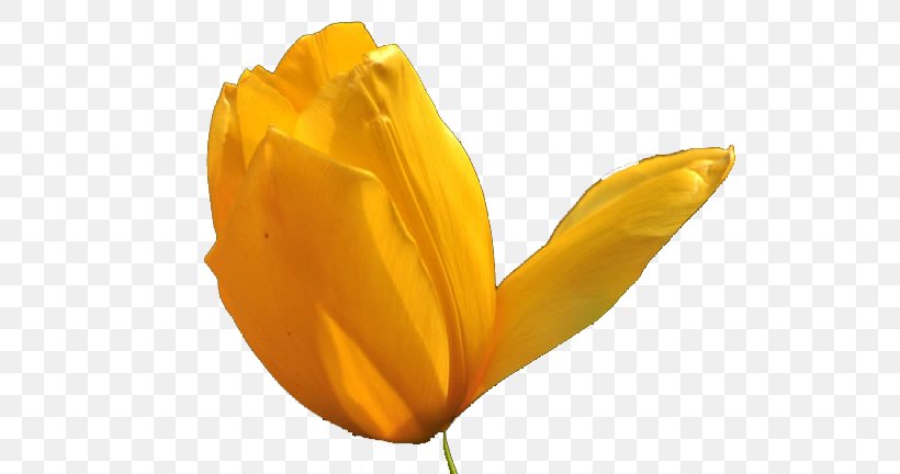 Tulip Flower, PNG, 650x432px, Tulip, Color, Designer, Flower, Flower Bouquet Download Free