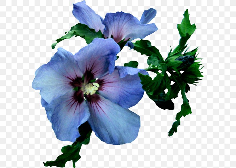 Blue Euclidean Vector, PNG, 600x585px, Shoeblackplant, Annual Plant, Blue, Chinese Hibiscus, Color Download Free