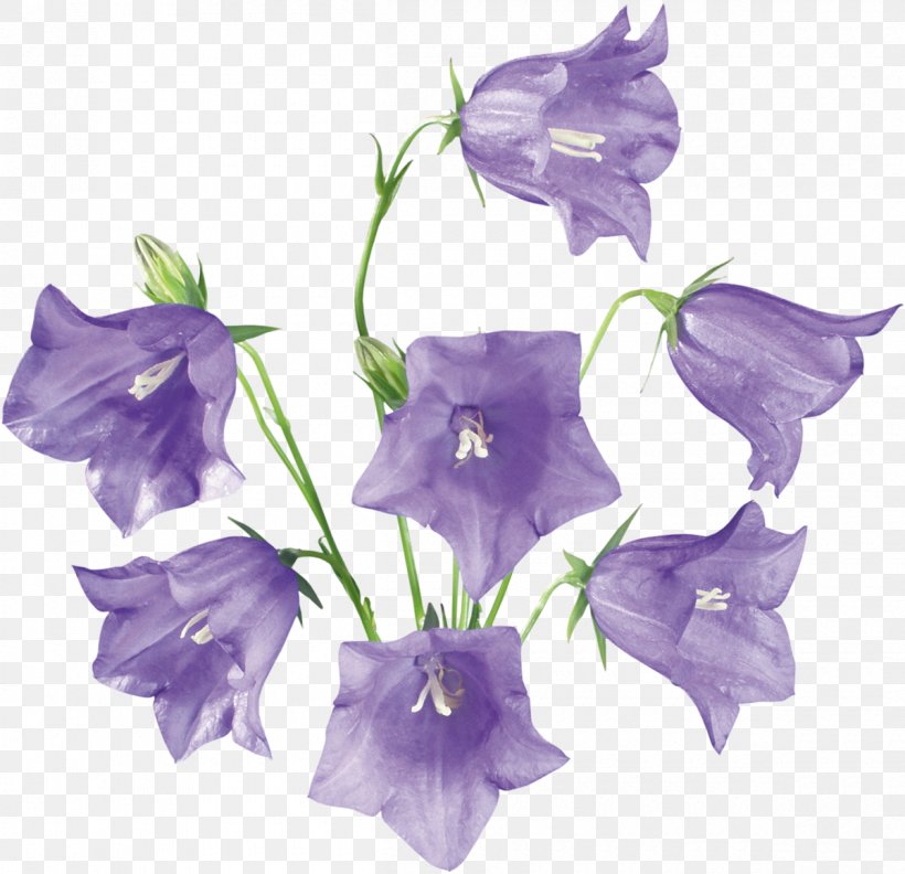Bellflowers Clip Art Drawing, PNG, 1200x1160px, Bellflowers, Bell, Bellflower, Bellflower Family, Color Download Free