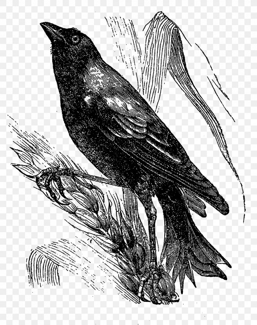 American Crow Drawing Art Bird, PNG, 1266x1600px, American Crow, Art, Beak, Bird, Black And White Download Free