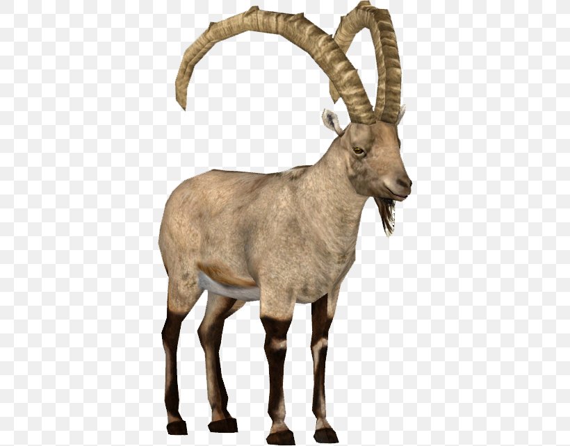 Goat Argali Barbary Sheep Alpine Ibex, PNG, 642x642px, Goat, Alpine Ibex, Animal, Antelope, Argali Download Free