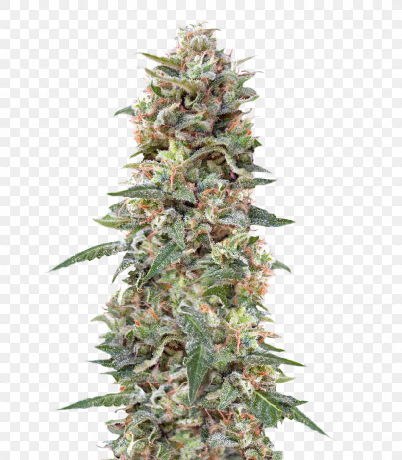Kush Feminized Cannabis Seed Cultivar, PNG, 1398x1600px, Kush, Cannabis, Cultivar, Feminized Cannabis, Fruit Download Free