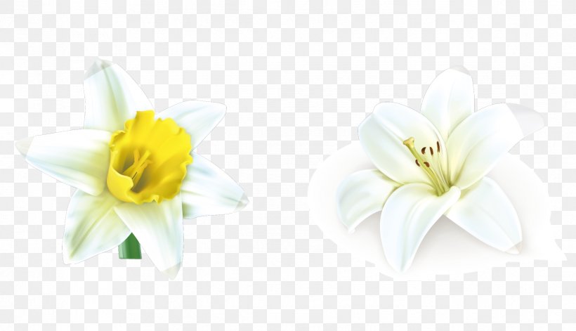 Lilium Candidum Cut Flowers, PNG, 2341x1346px, Lilium Candidum, Cut Flowers, Flower, Flowering Plant, Lilium Download Free
