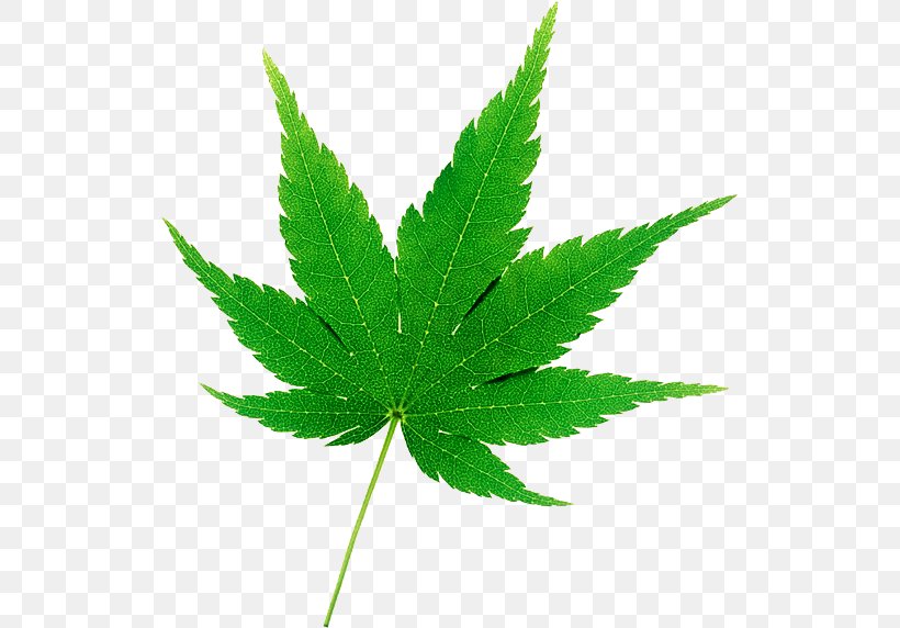 Cannabis Japanese Maple Hemp Drawing Autumn Leaf Color, PNG, 527x572px, Cannabis, Acer Japonicum, Autumn Leaf Color, Drawing, Hemp Download Free