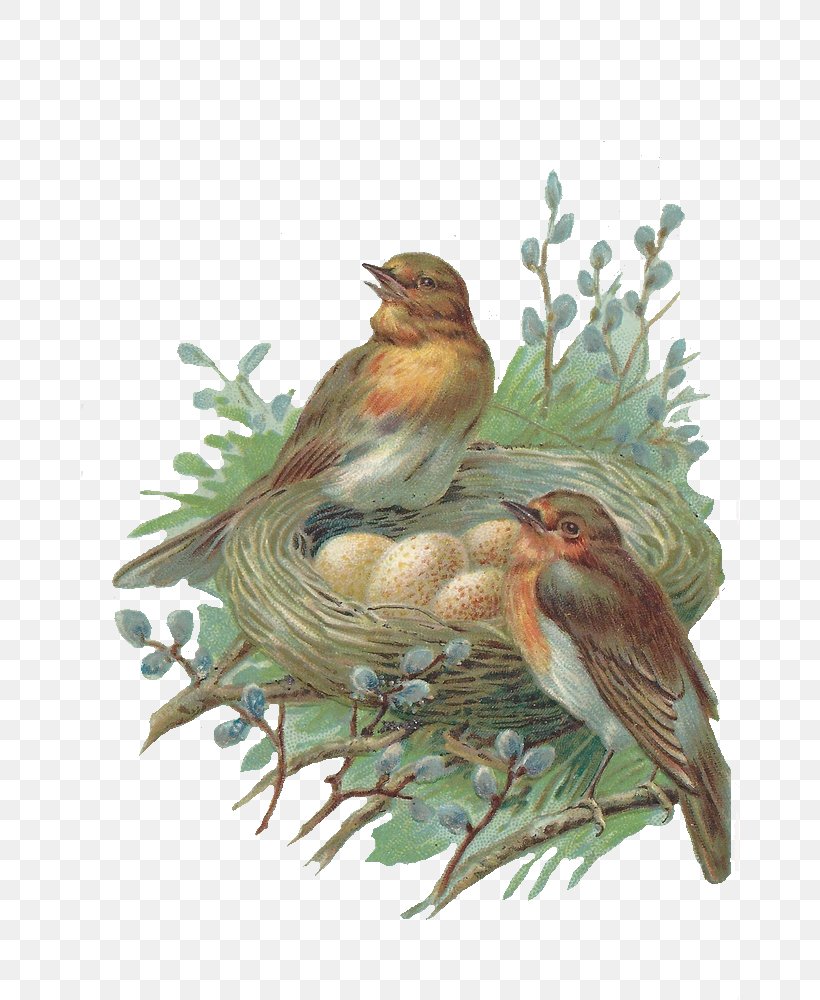 Edible Bird's Nest Bird Nest, PNG, 658x1000px, Bird, American Robin, Beak, Bird Egg, Bird Nest Download Free