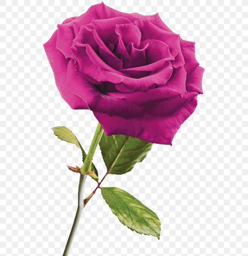 Garden Roses DepositFiles Clip Art, PNG, 536x847px, Garden Roses, Blossom, Blue Rose, Cut Flowers, Depositfiles Download Free