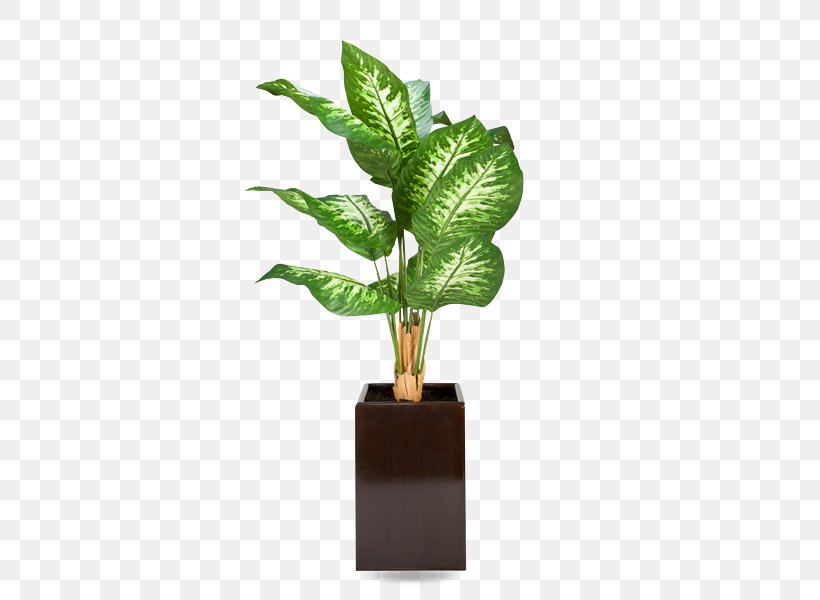 Houseplant Tree Flowerpot Dumb Canes, PNG, 585x600px, Houseplant, Arecaceae, Chinese Evergreens, Cutting, Dracaena Download Free