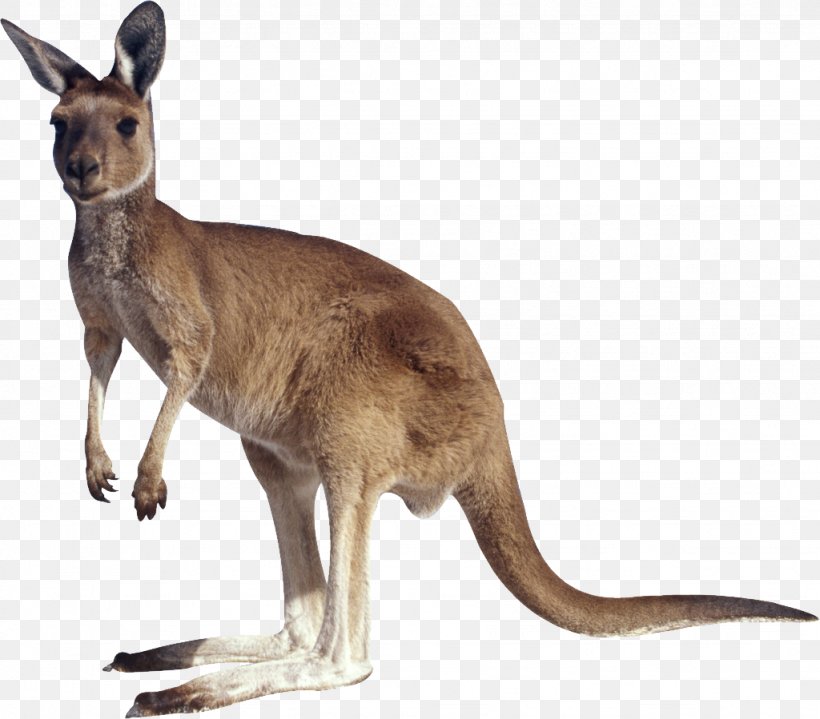 Kangaroo Clip Art, PNG, 1024x899px, Mammals Of Australia, Fauna, Kangaroo, Macropodidae, Mammal Download Free