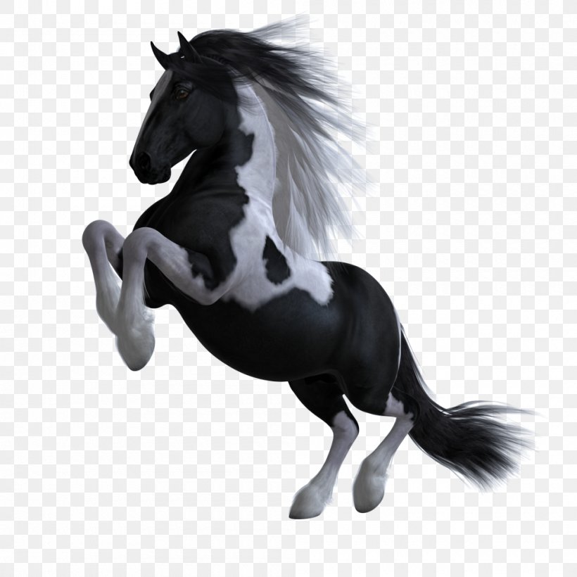 Mane Stallion Pony Mustang Mare, PNG, 1000x1000px, Mane, Animal, Animal Figure, Arabian Horse, Art Download Free