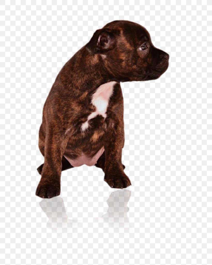 Dog Breed American Pit Bull Terrier Staffordshire Bull Terrier Puppy, PNG, 768x1024px, Dog Breed, American Pit Bull Terrier, Breed, Bull, Bull Terrier Download Free