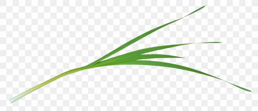 Leaf Green Grasses Plant Stem, PNG, 1024x444px, Leaf, Family, Grass, Grass Family, Grasses Download Free