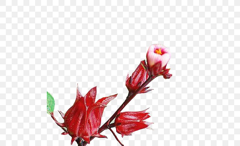 Roselle Flowers Roselle Flowers, PNG, 500x500px, Roselle, Blossom, Branch, Cut Flowers, Drink Download Free