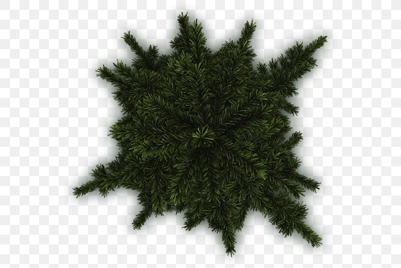 Spruce Pine Fir Evergreen Tree, PNG, 573x548px, Spruce, Branch, Christmas Decoration, Christmas Tree, Com Download Free