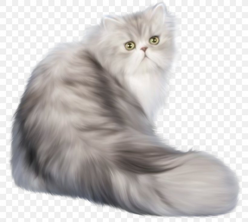 British Shorthair Android Application Package Clip Art, PNG, 1280x1145px, British Shorthair, American Shorthair, Android Application Package, Asian, Asian Semi Longhair Download Free