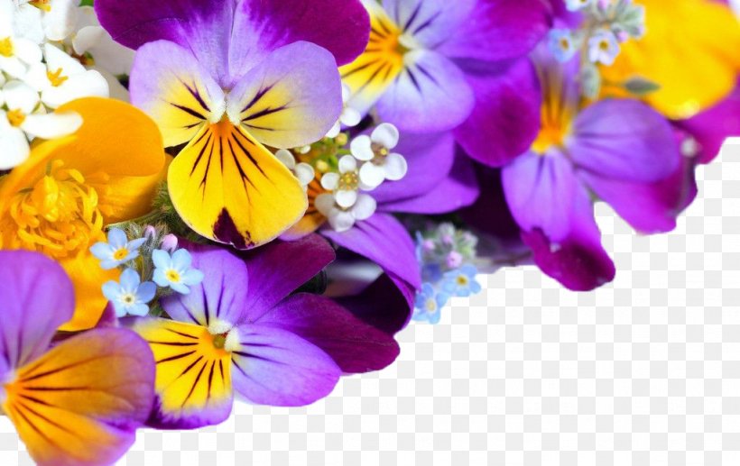 Flower Violet High-definition Television Pansy Wallpaper, PNG, 1024x646px, Flower, Annual Plant, Color, Cut Flowers, Floral Design Download Free