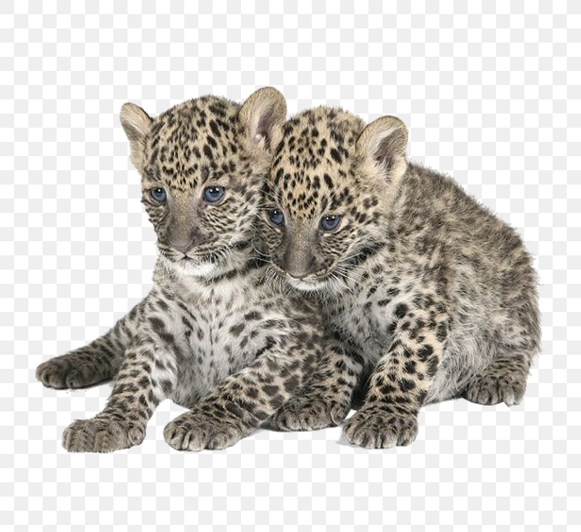 Leopard Felidae Tiger, PNG, 750x750px, Leopard, Animal, Big Cats, Carnivoran, Cat Like Mammal Download Free