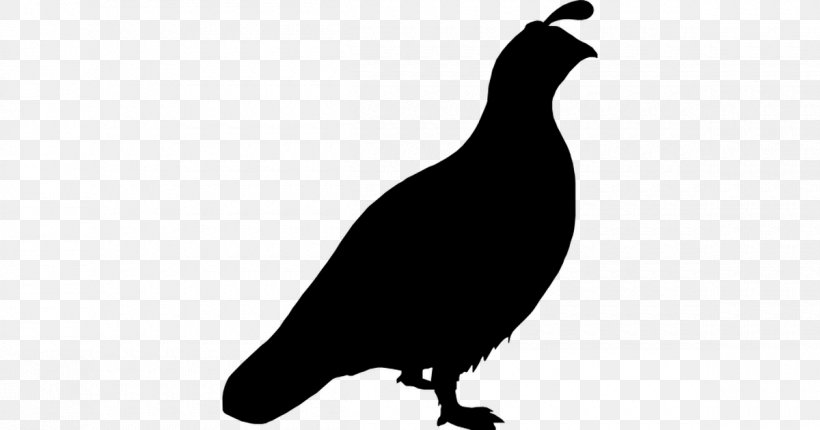 Quail Bird, PNG, 1200x630px, Quail, Beak, Bird, Black And White, California Quail Download Free