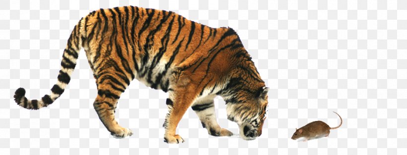 Tiger My Love Stock Photography, PNG, 940x360px, Tiger, Animal, Animal Figure, Big Cats, Carnivoran Download Free