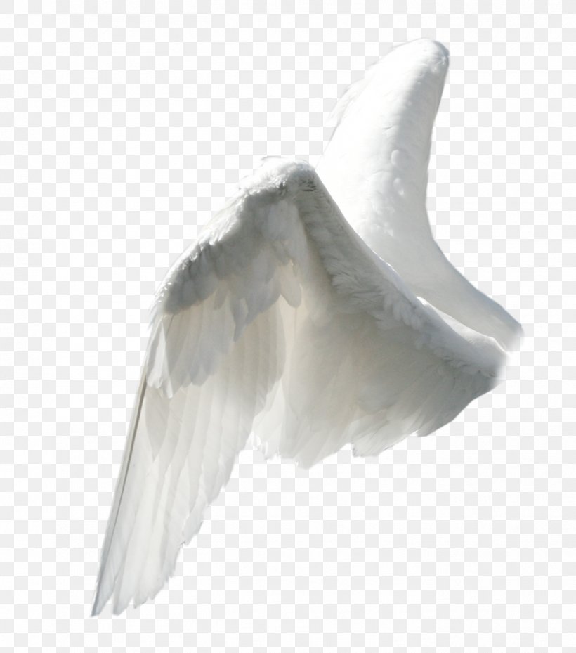 Angel Wing Clip Art, PNG, 1414x1602px, Wing, Angel, Angel Wing, Animation, Beak Download Free