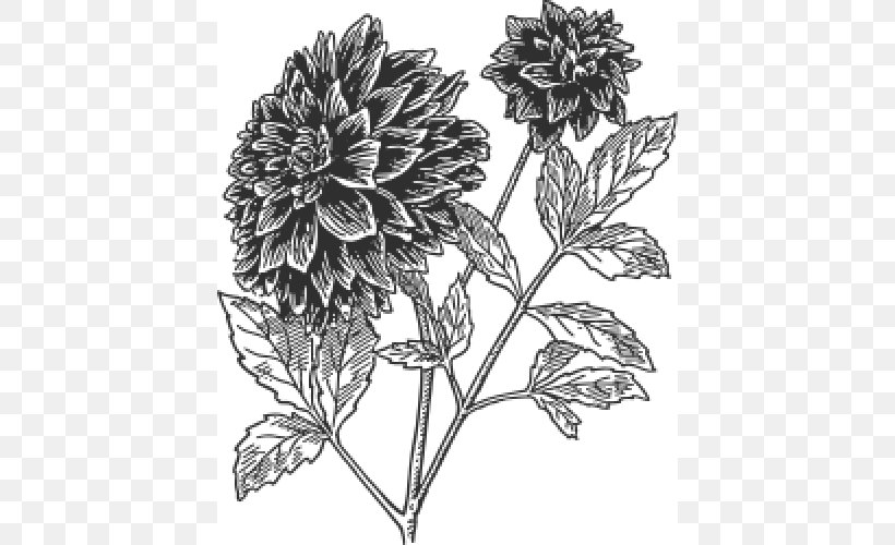 Dahlia Botany Drawing Clip Art, PNG, 500x500px, Dahlia, Black And White, Botany, Chrysanths, Color Download Free