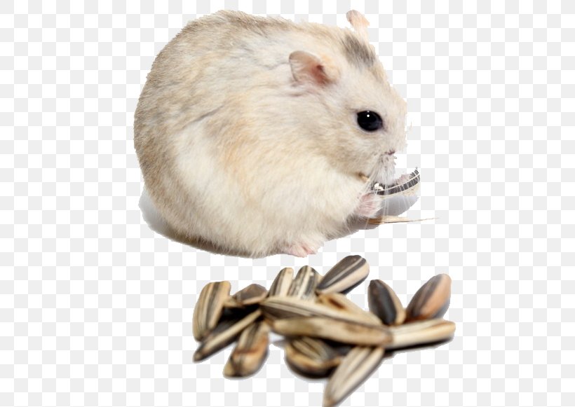 Gerbil Hamster Rat Kuaci Muroidea, PNG, 726x581px, Gerbil, Animal, Common Sunflower, Djungarian Hamster, Fauna Download Free